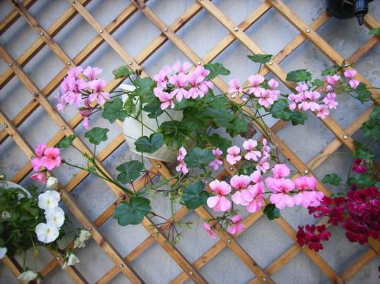 ������Ӣ P7 ����   *-*����Ļ�԰*-*