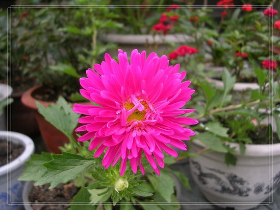 ����ʶ�Ļ�����(���)