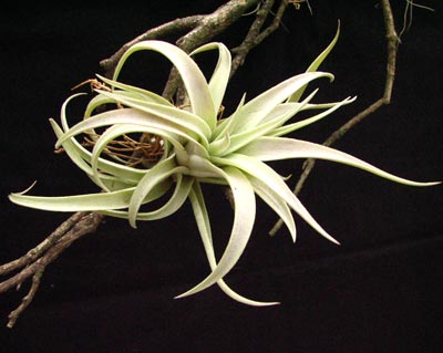 ���Ͷ̾���������Ҷ����