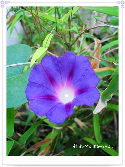 ���쿪�˵�һ��ǣţ