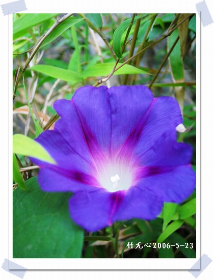 ���쿪�˵�һ��ǣţ