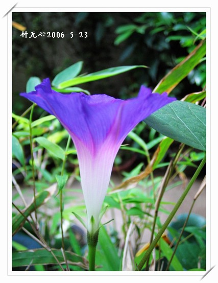 ���쿪�˵�һ��ǣţ