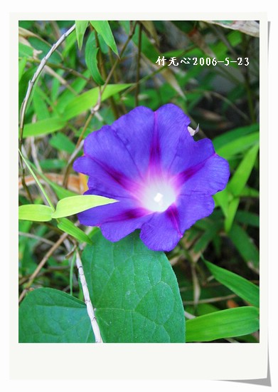 ���쿪�˵�һ��ǣţ