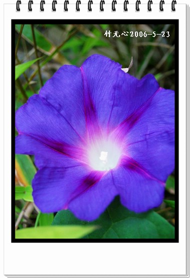 ���쿪�˵�һ��ǣţ