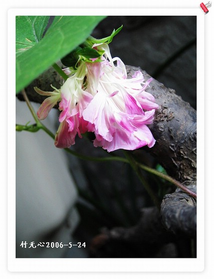 ���쿪�˵�һ��ǣţ