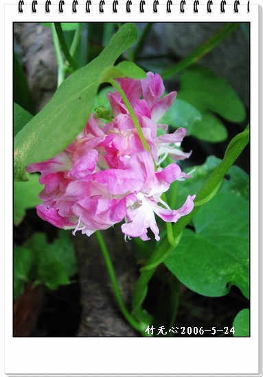 ���쿪�˵�һ��ǣţ