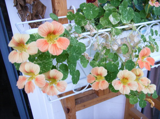 �׷׵ǳ� P8 ����   *-*����Ļ�԰*-*