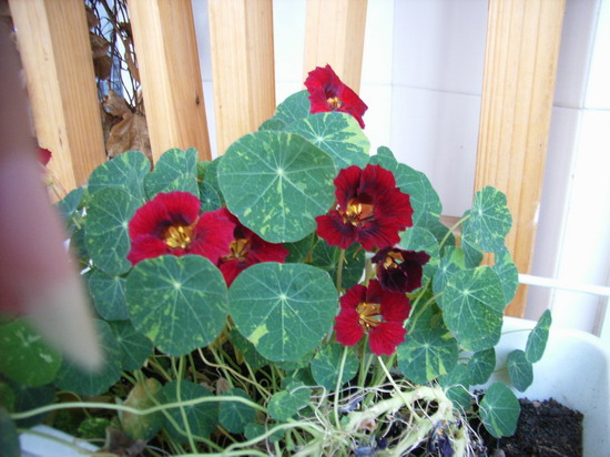 �׷׵ǳ� P8 ����   *-*����Ļ�԰*-*