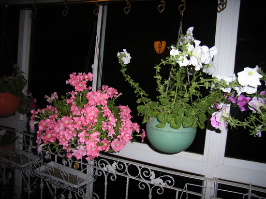 ������ţ�������ذ�ģ�һ¥��     *-*����Ļ�԰*-*