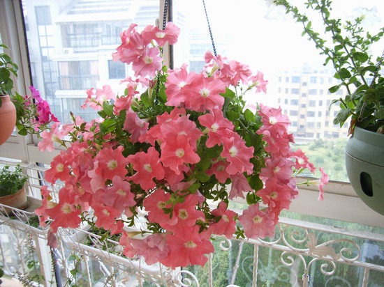 һ���ٺ�ɫ��ţ�ķ����PAN