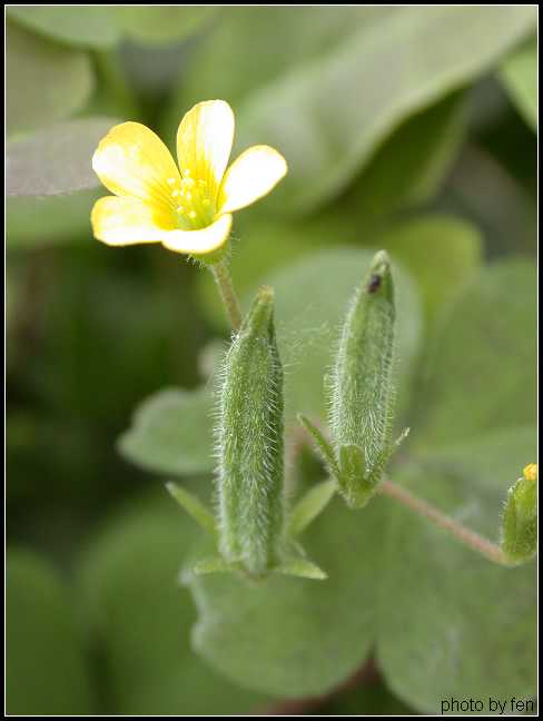 ����·�̻����е�Ұ��