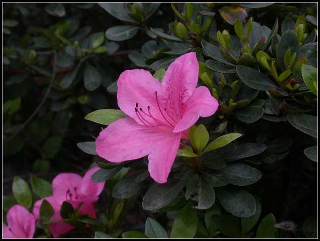 ����·�̻����е�Ұ��