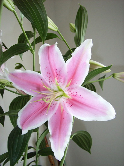 ��ɫ�籩�����ٺϻ���