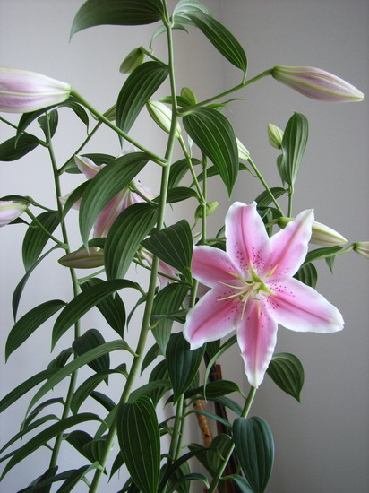 ��ɫ�籩�����ٺϻ���