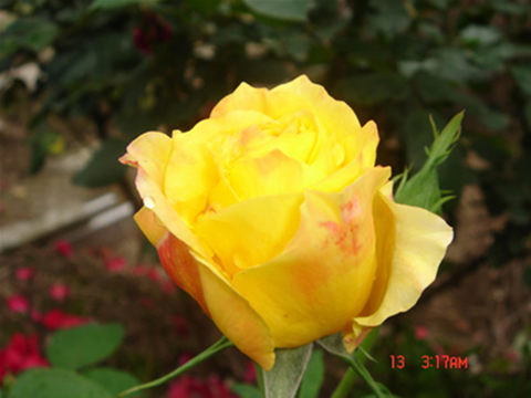 �Ҽҵ��¼�