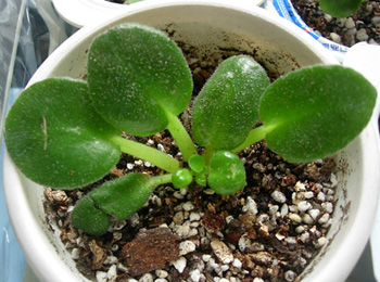 ��Ƭ�����������Ǳ��ΪG1��С�磬�����Ǳ��ΪG2��С�磬�����������