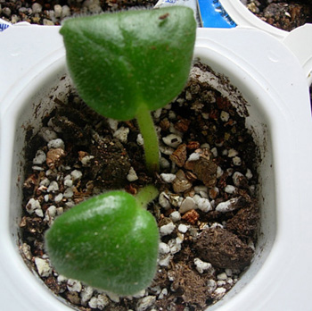 ��Ƭ�����������Ǳ��ΪG1��С�磬�����Ǳ��ΪG2��С�磬�����������