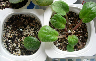 G3��G4,G3������Ҷ�Ӷ������ˣ���G4��֦Ҷ��ï�γ������Աȡ�