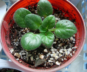 G5�ʼ��״�������ã�Ҷ����������Ӳ���������Ҿ͸������˽��գ�����������ˡ�