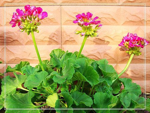 �������ÿ�