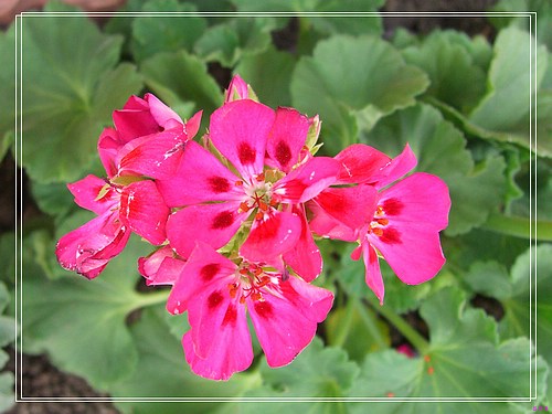 �������ÿ�