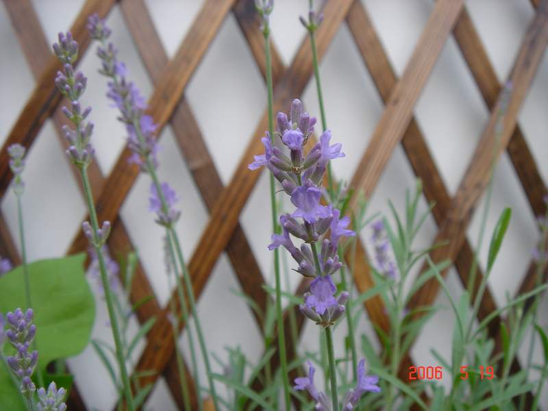 ��ɫ���ɫ��P4���£�