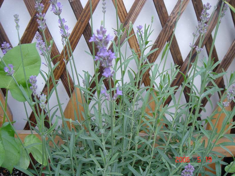 ��ɫ���ɫ��P4���£�