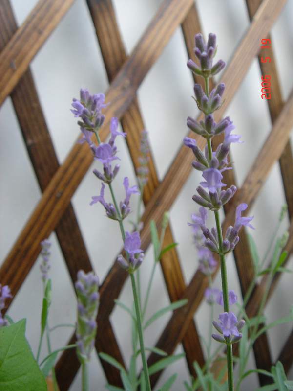 ��ɫ���ɫ��P4���£�