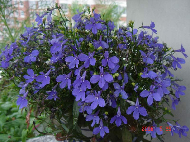 ��ɫ���ɫ��P4���£�