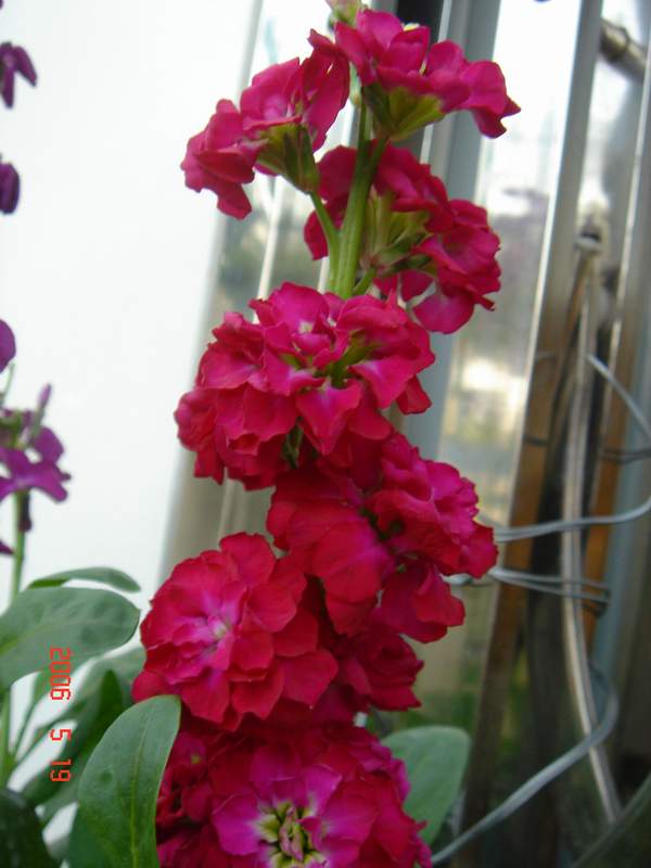 ������͸����