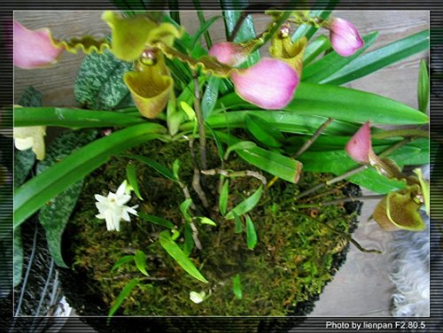 ����ҡҷ�Ķ���