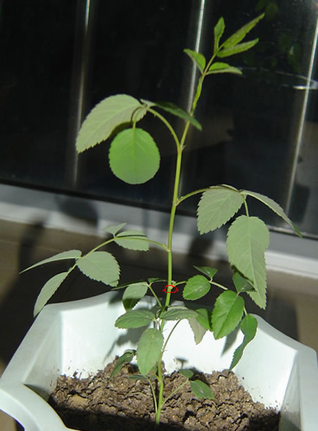 ���������¼�