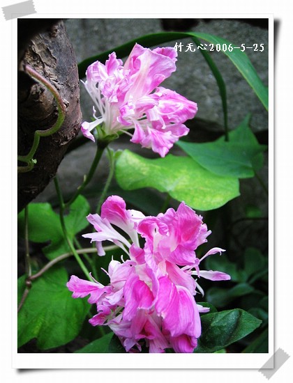 �����ţ��P3����ţ��һ�俪��Ҳ���á���