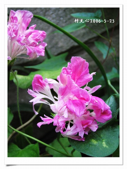 �����ţ��P3����ţ��һ�俪��Ҳ���á���