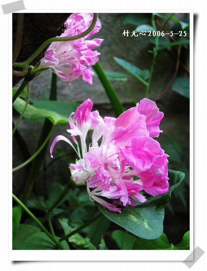 �����ţ��P3����ţ��һ�俪��Ҳ���á���