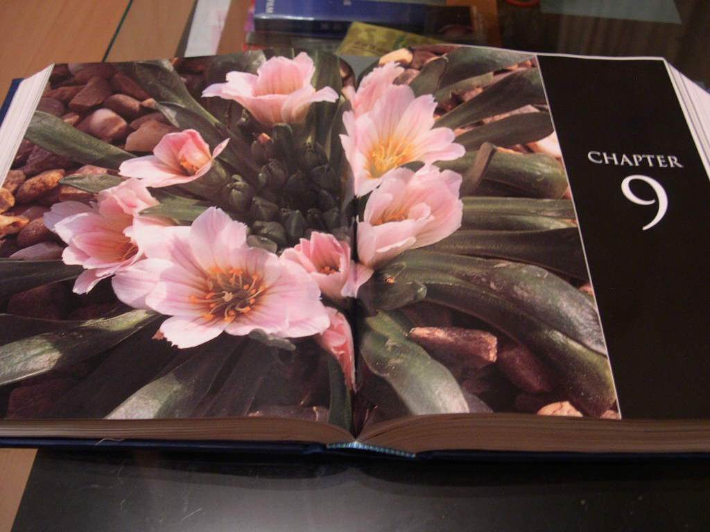 ����԰�������