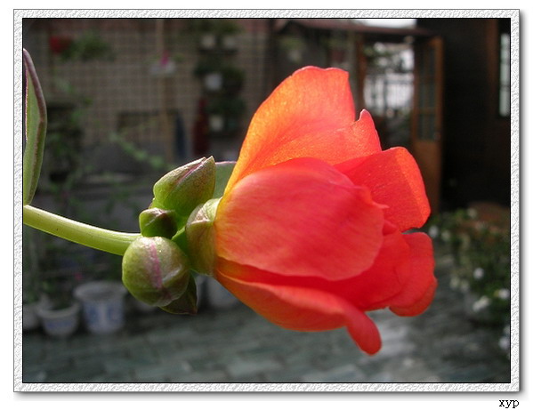 ���ĵ�һ��̫����