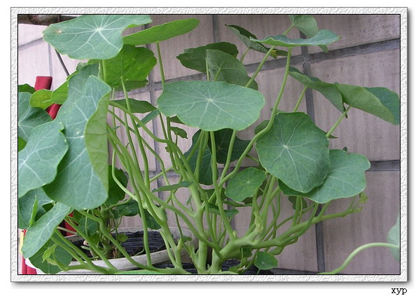 ���겥�ֵĺ�����