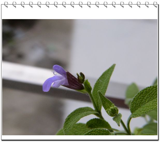 ����һ��ſϿ��Ļ�:�����