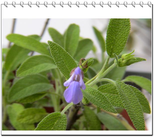 ����һ��ſϿ��Ļ�:�����