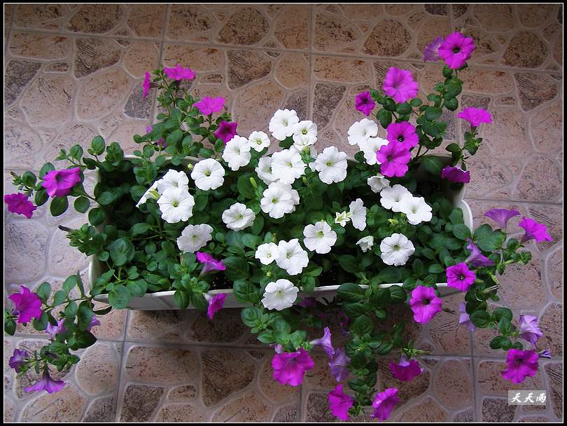 �Ź���ţ��������������쿪���ˣ�