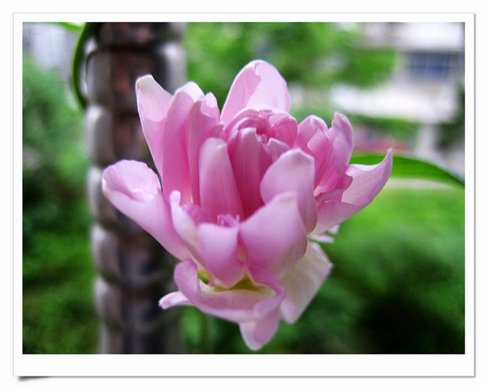 ��֦ĵ���л�����~~