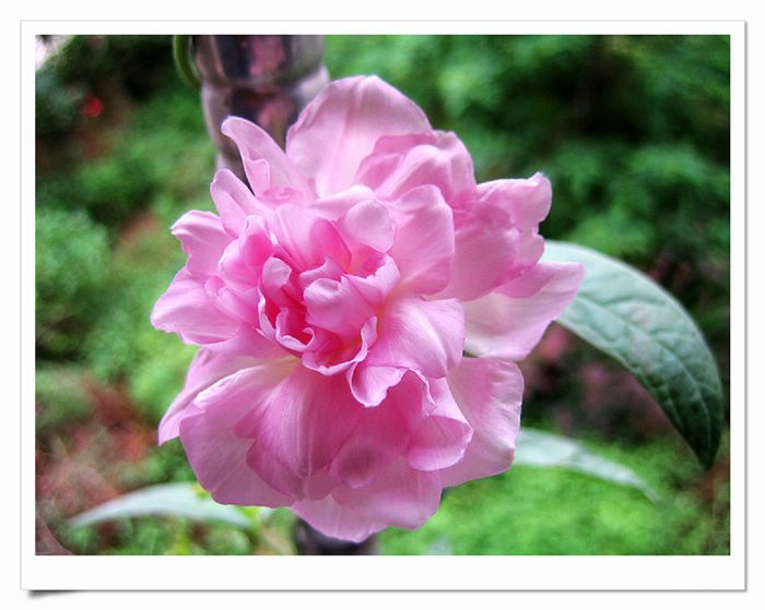 ��֦ĵ���л�����~~