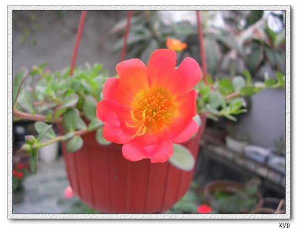 ���ĵ�һ��̫����