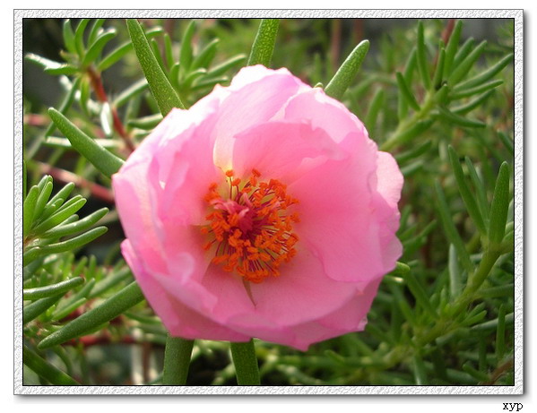 ���ĵ�һ��̫����