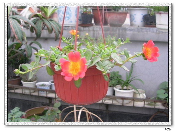 ���ĵ�һ��̫����