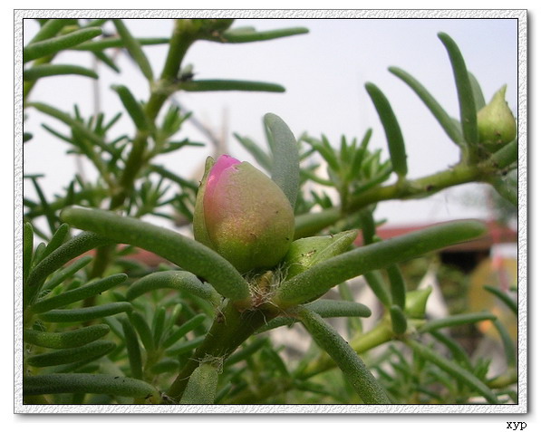 ���ĵ�һ��̫����