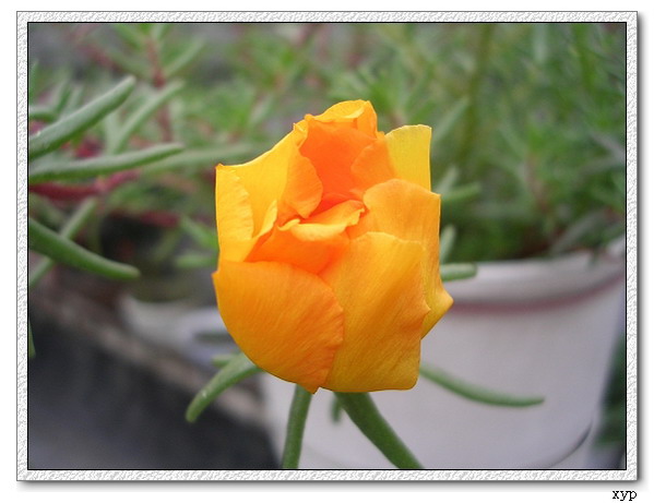 ���ĵ�һ��̫����