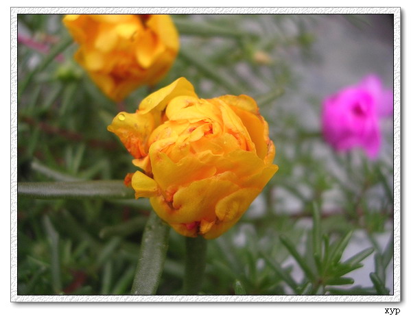 ���ĵ�һ��̫����