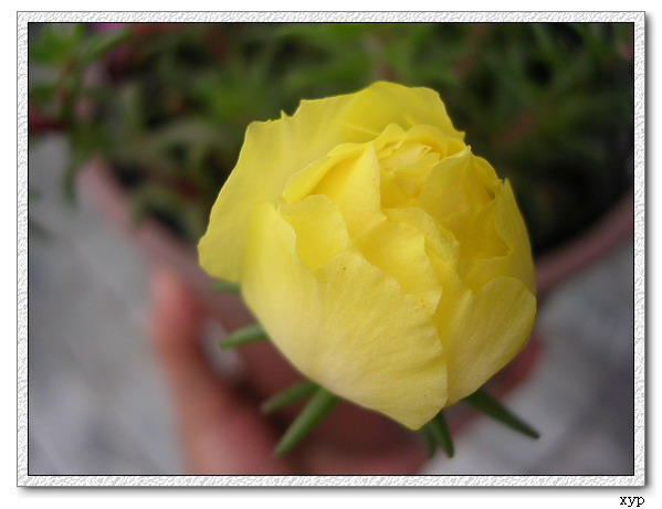 ���ĵ�һ��̫����